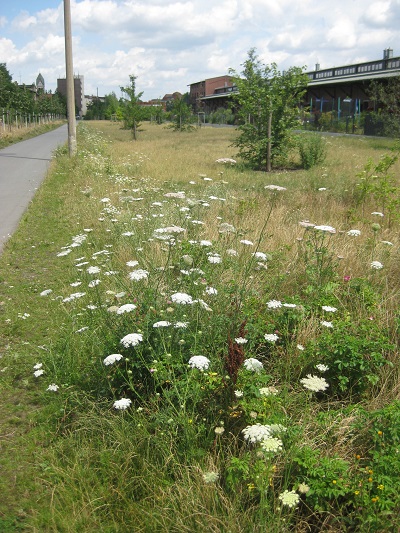 Parkwiese, Blick nach Norden