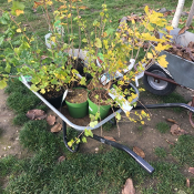 Hildegarten 4