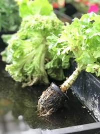 Aquaponik Salat