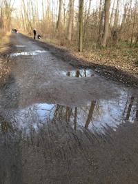 Löcher im Waldweg